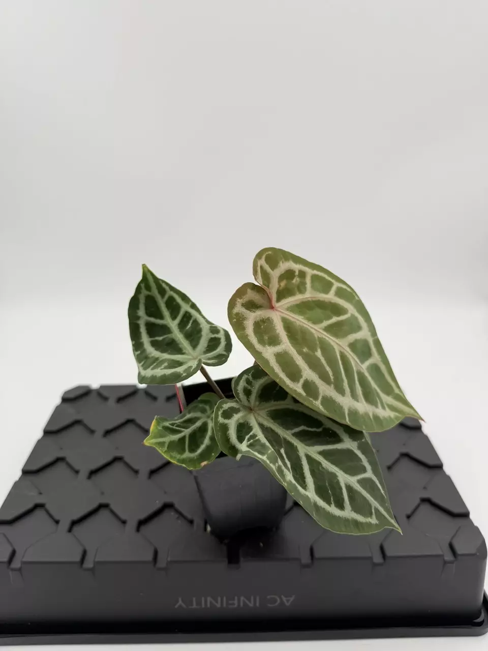 plant/Dreamweaver x Dorayaki x (Zara x Self)-1