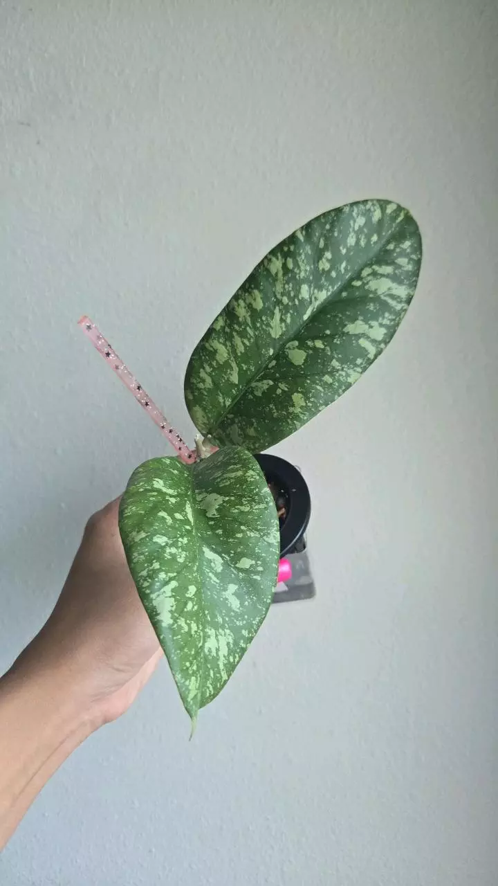 plant/Hoya aff Meredithii sp Aceh #2299-0