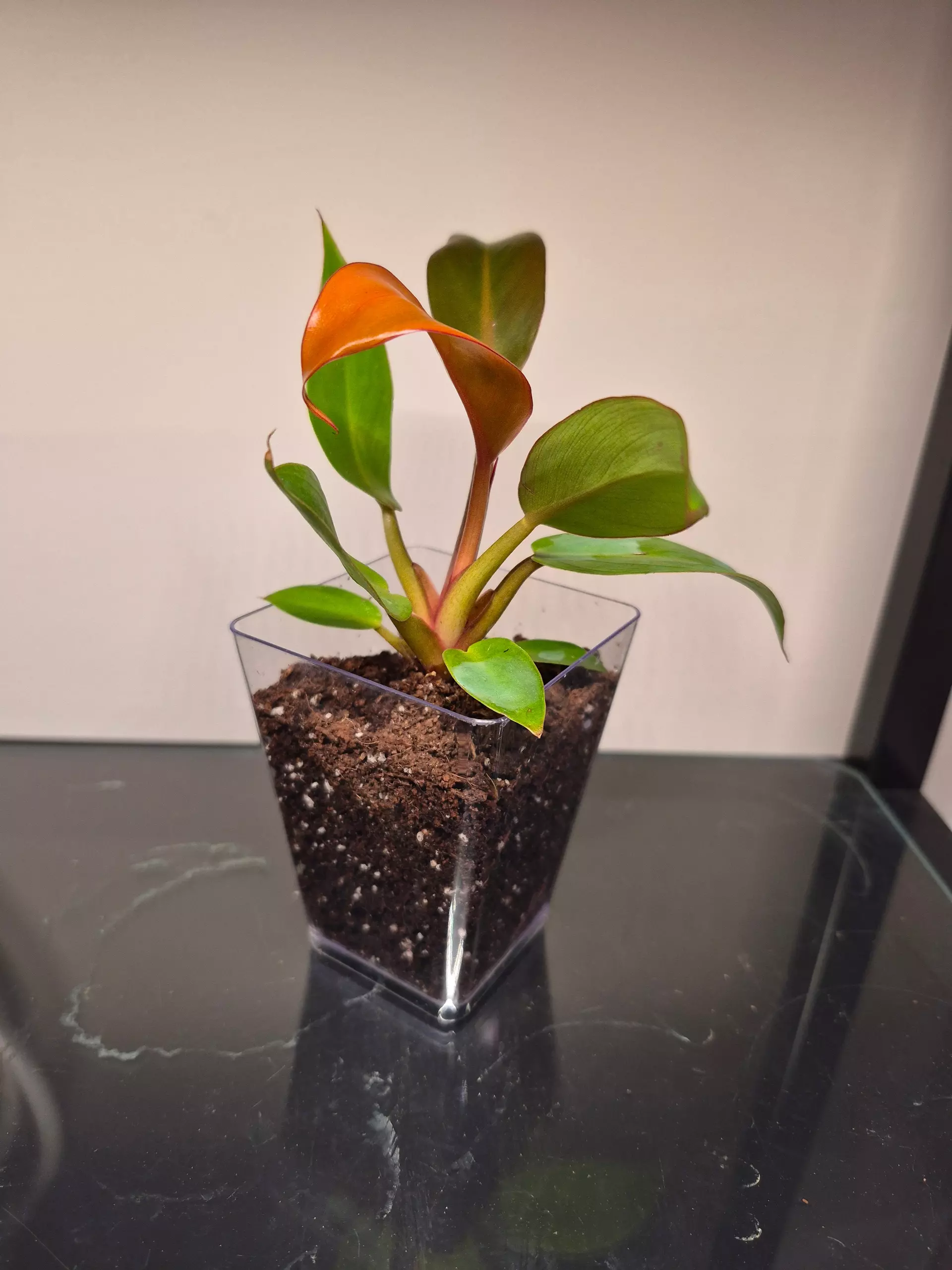 plant/Philodendron Red Sun-0