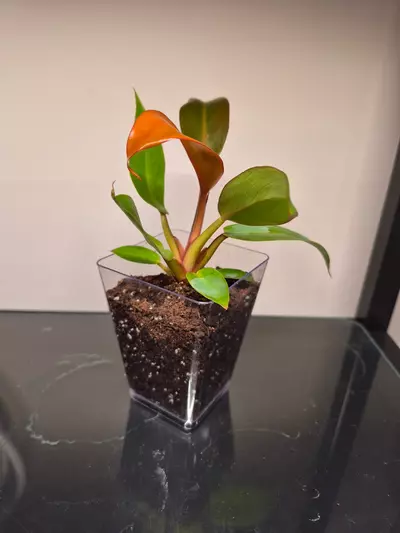 plant/Philodendron Red Sun-0-thumbnail