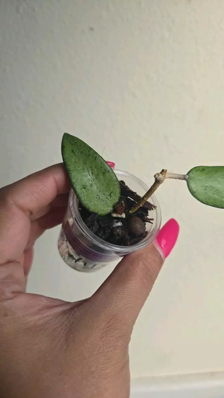 plant/Hoya Snow Cui Silver #4118-1