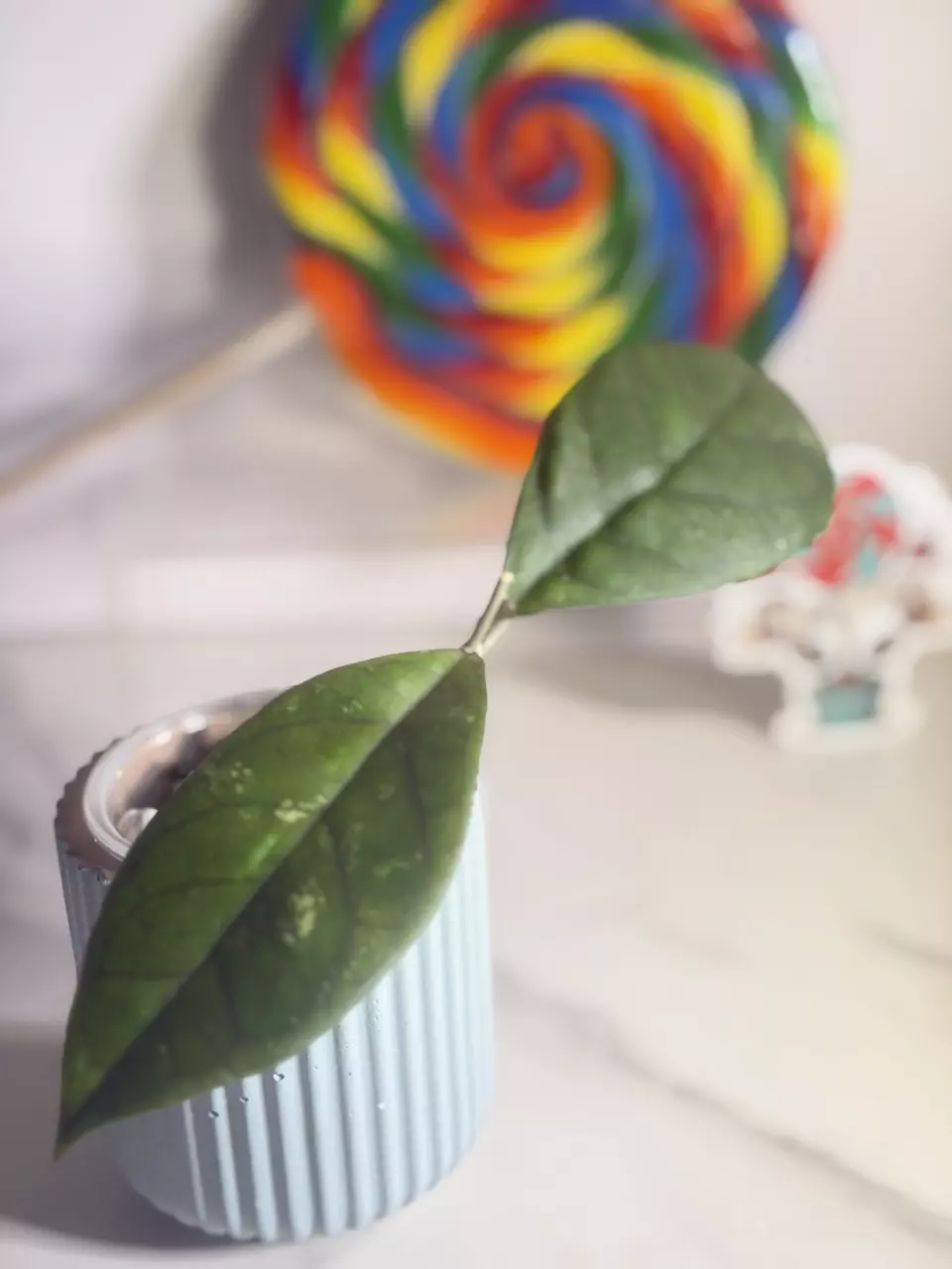 plant/Hoya Water Drop-1