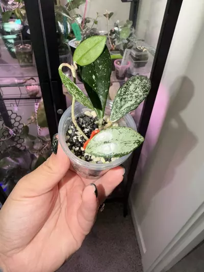 plant/Hoya Wilbur Graves-0-thumbnail