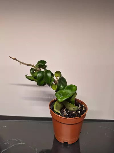 plant/Hoya Carnosa Compacta-0-thumbnail