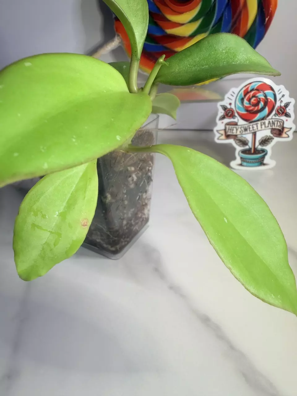 plant/Hoya RHM 25107 patcharawalai OP-3