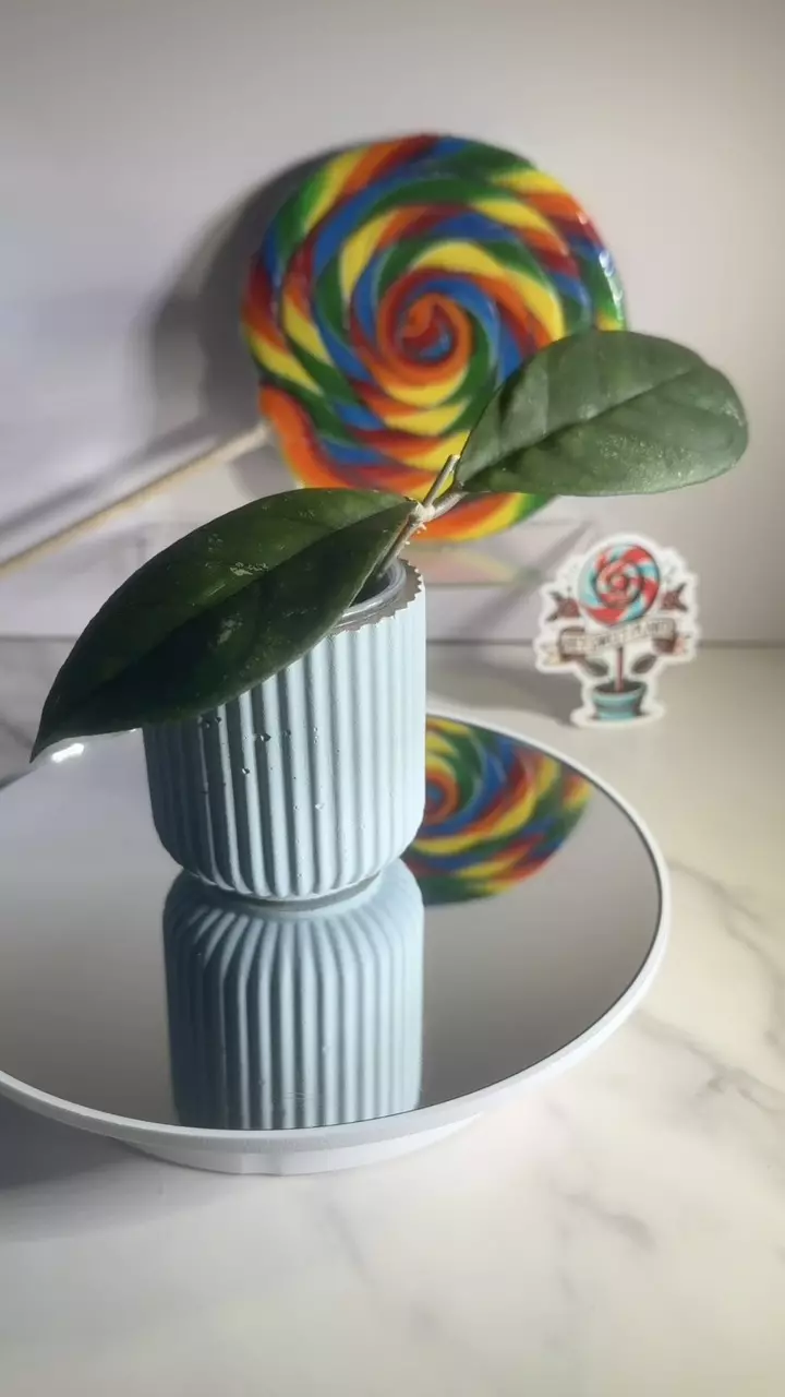 plant/Hoya Water Drop-0