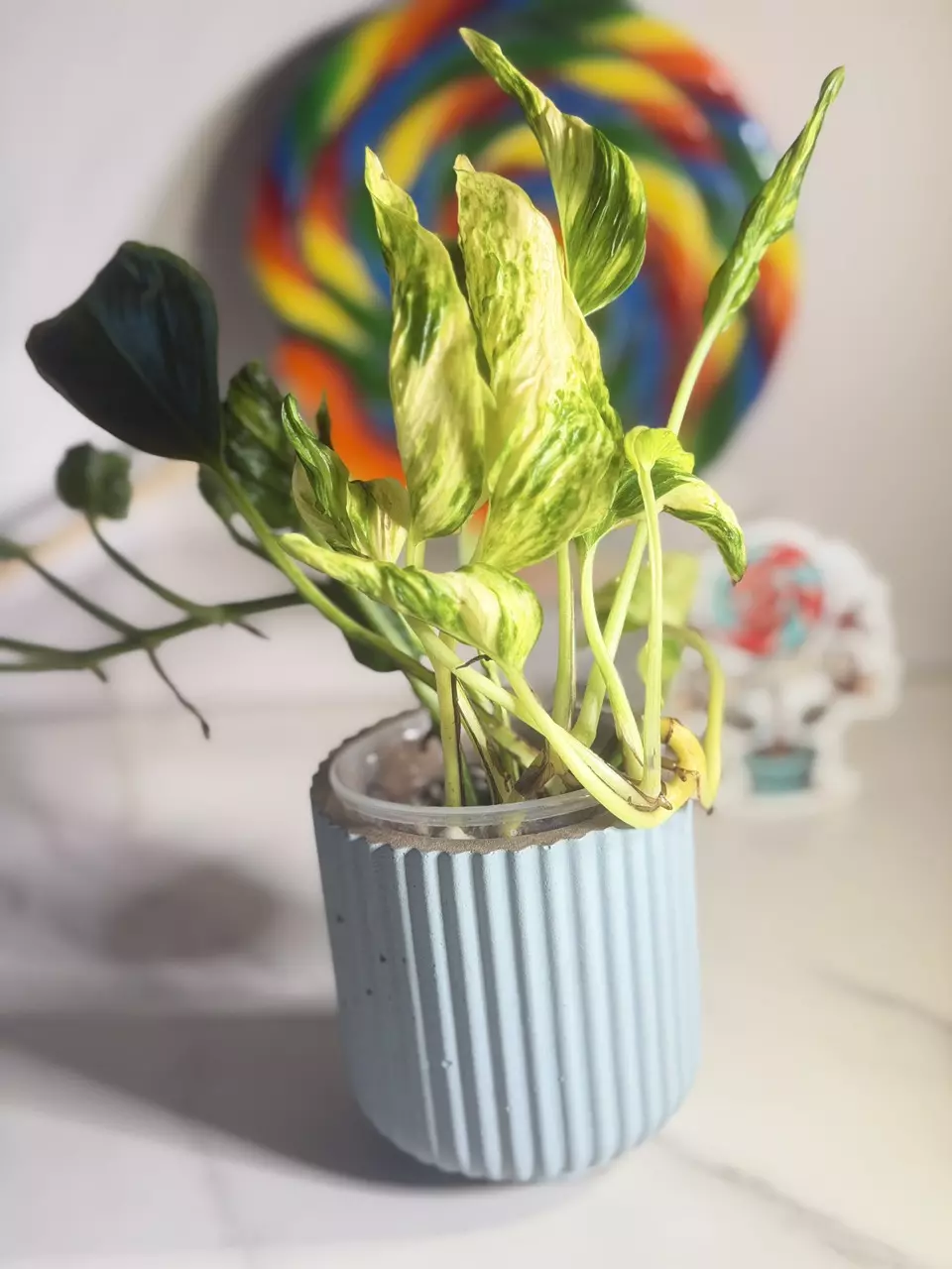 plant/🍭SWEET TREAT 🍭Pothos Shangri La-1