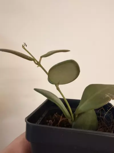 plant/Hoya Burtoniae Rev.-2-thumbnail