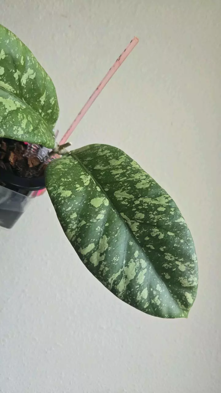 plant/Hoya aff Meredithii sp Aceh #2299-5