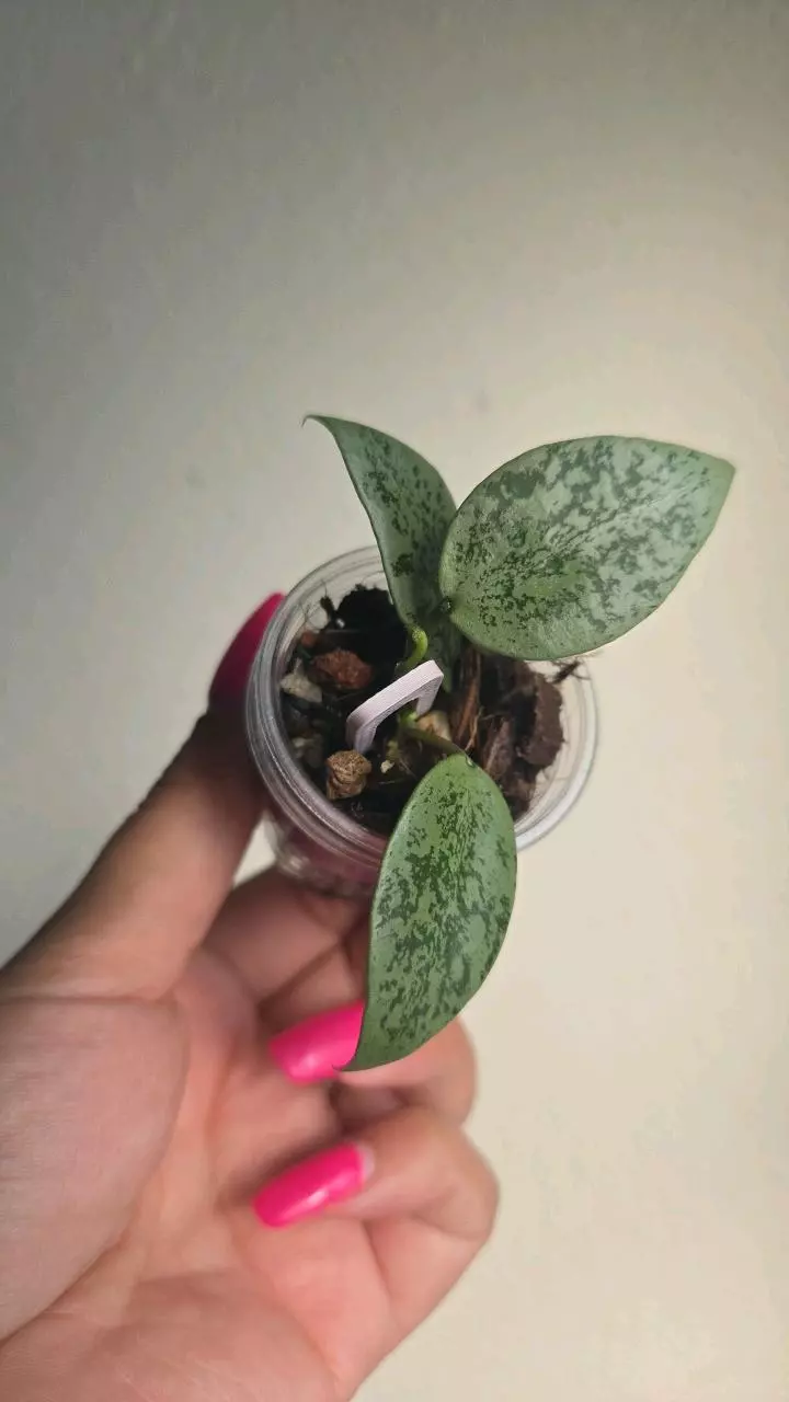 plant/Hoya Lacunosa 'Silver Lime' (Big Leaf) #3808-0