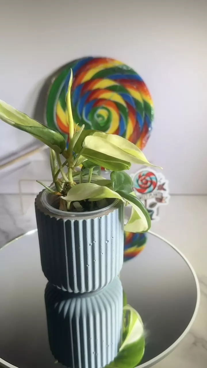 plant/🦄Philodendron Gabby-0