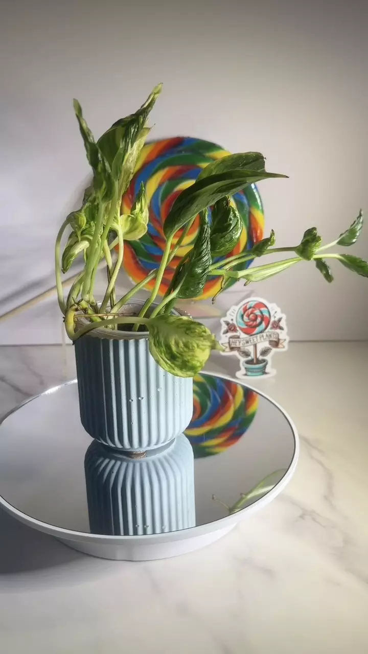 plant/🍭SWEET TREAT 🍭Pothos Shangri La-0