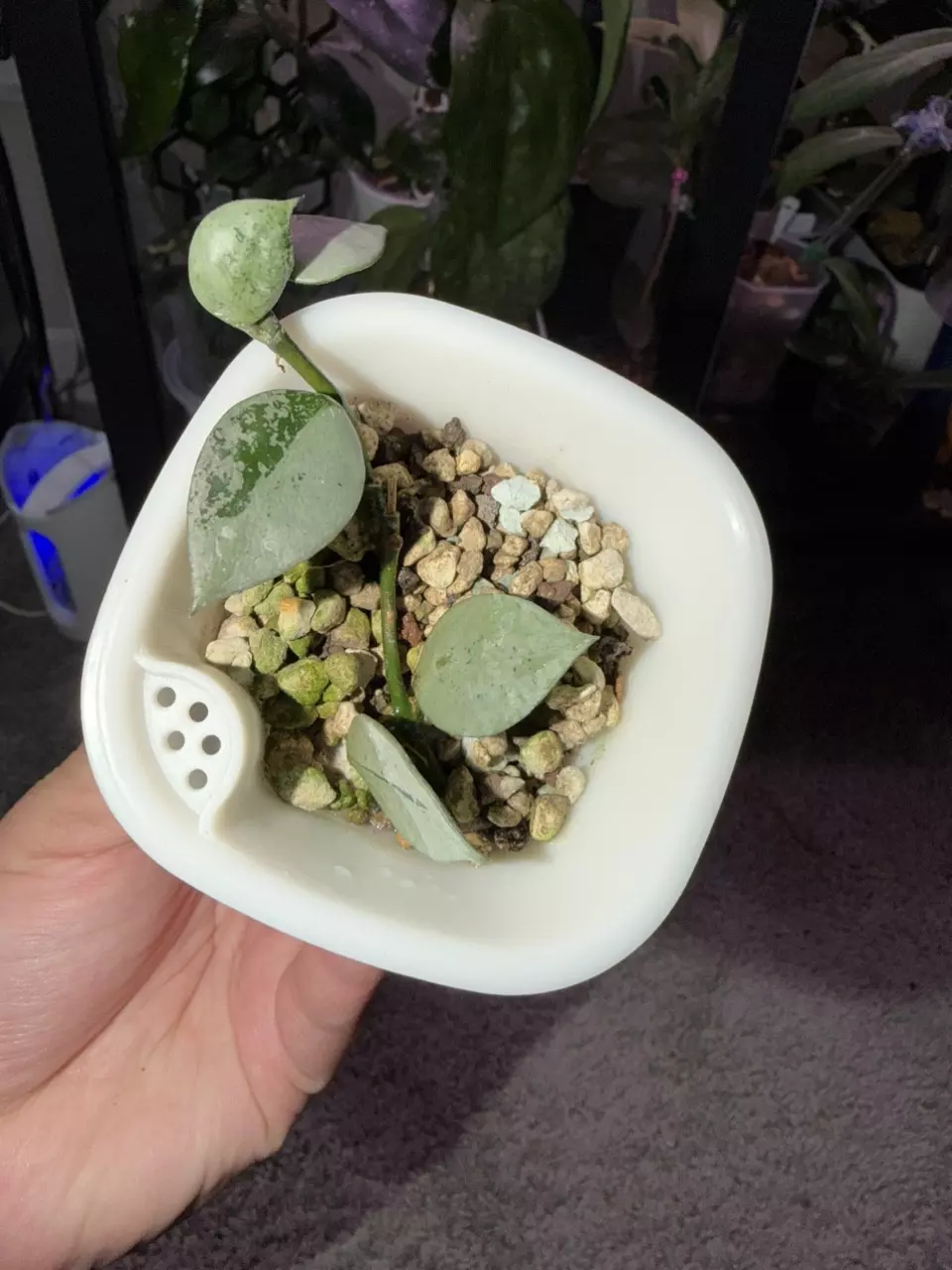 plant/Hoya Krohniana Silver-0