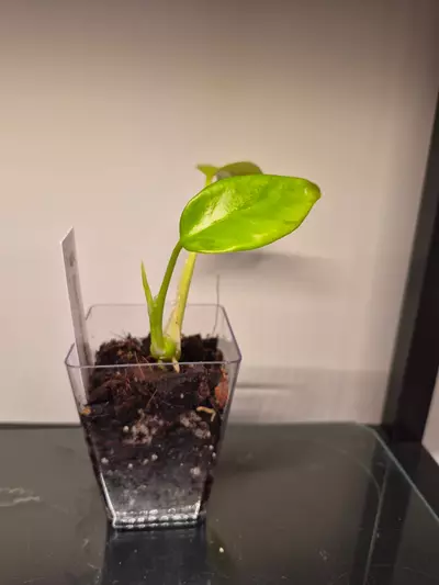 plant/Raphidophora Tetrasperma-0-thumbnail