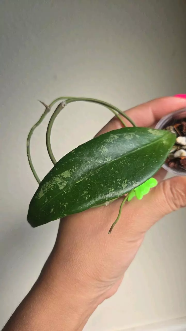 plant/Hoya cv Hugo #2342-1