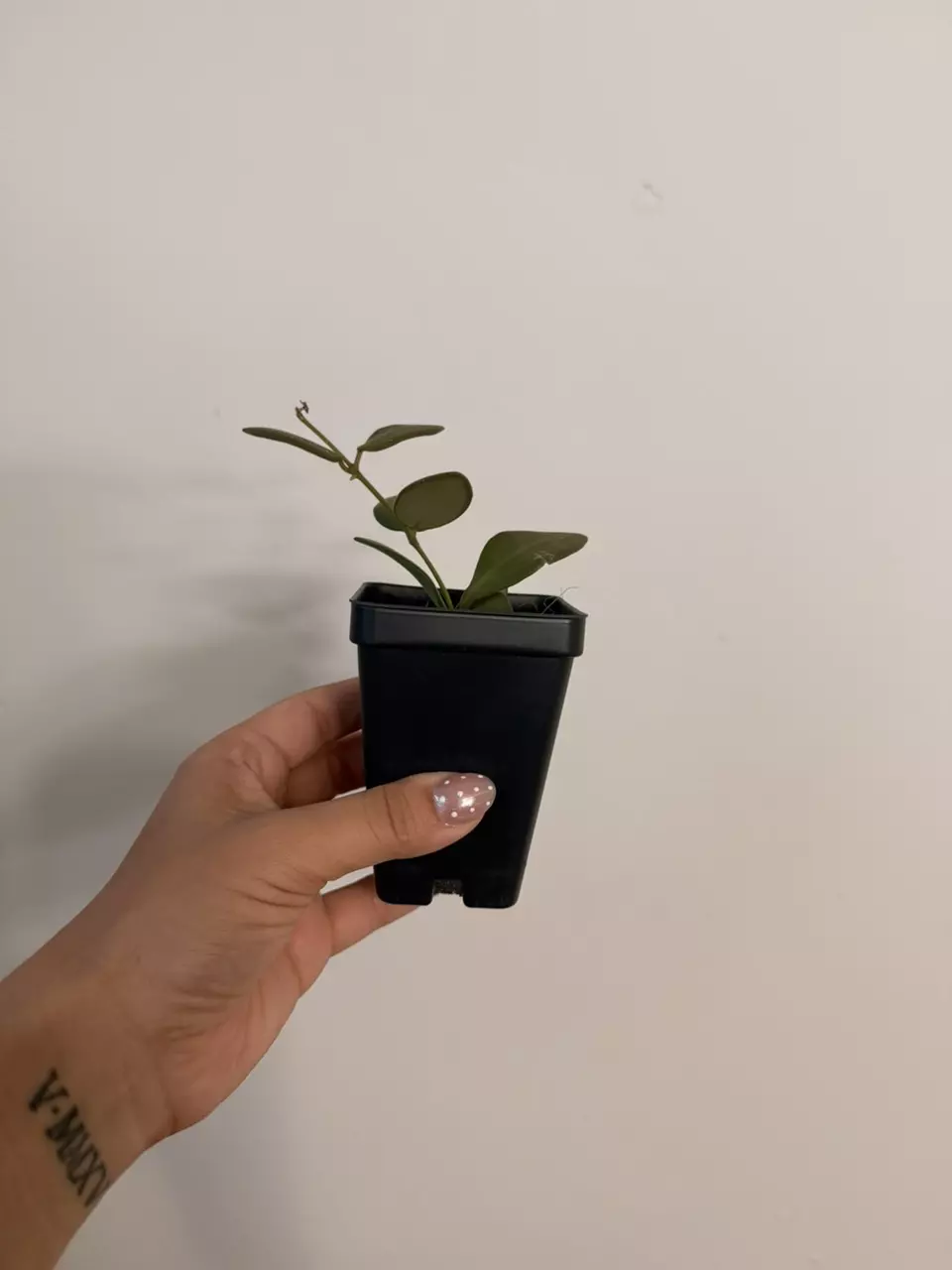 plant/Hoya Burtoniae Rev.-1