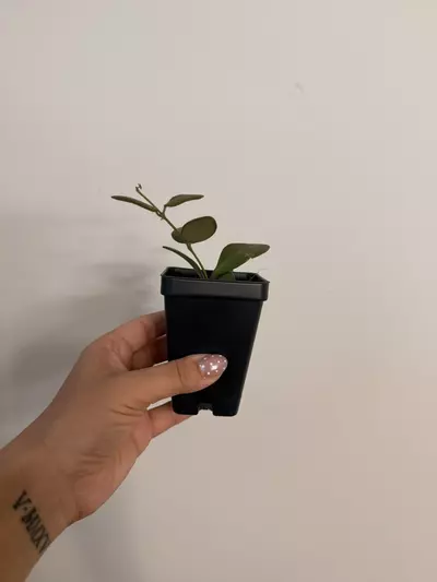 plant/Hoya Burtoniae Rev.-1-thumbnail