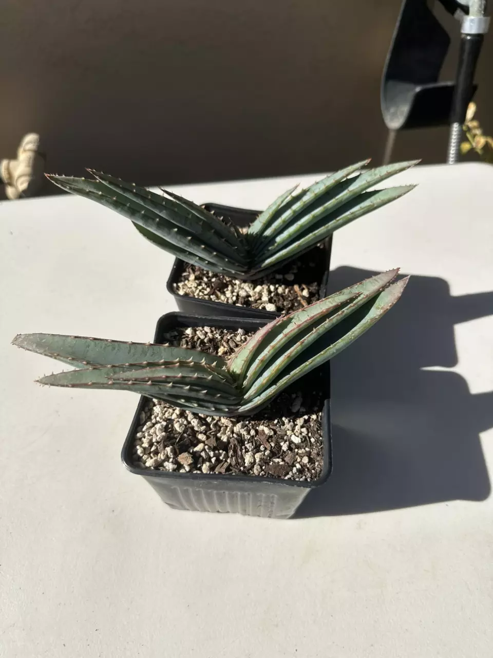 plant/Aloe suprafoliata-1