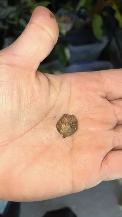 plant/Regal shield corm-0-thumbnail