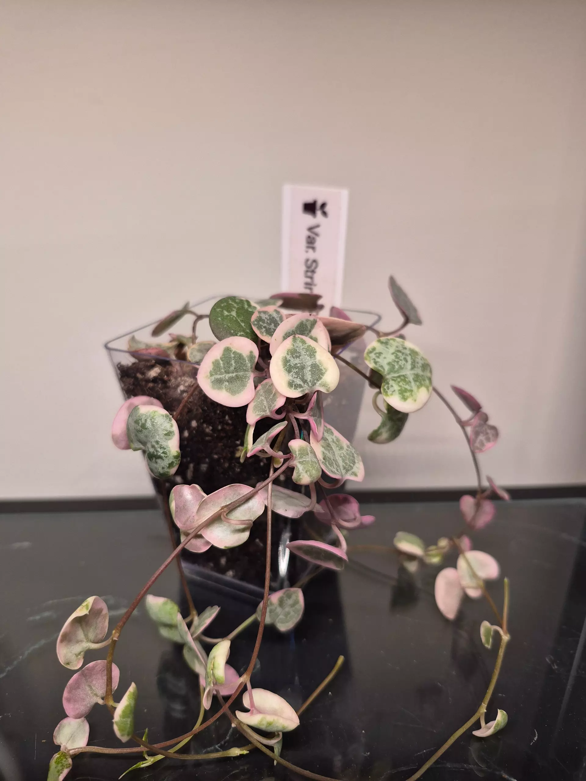 plant/Variegated String of Hearts-0