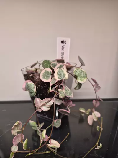plant/Variegated String of Hearts-0-thumbnail