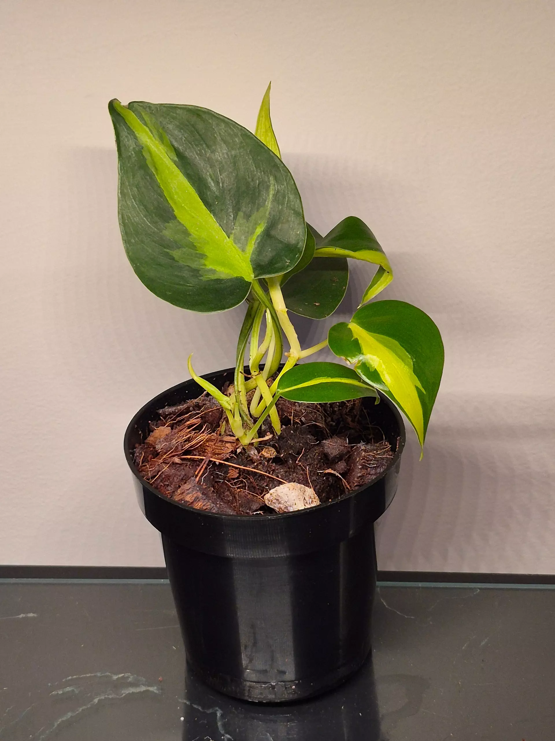 plant/Philodendron Silver Stripe-0