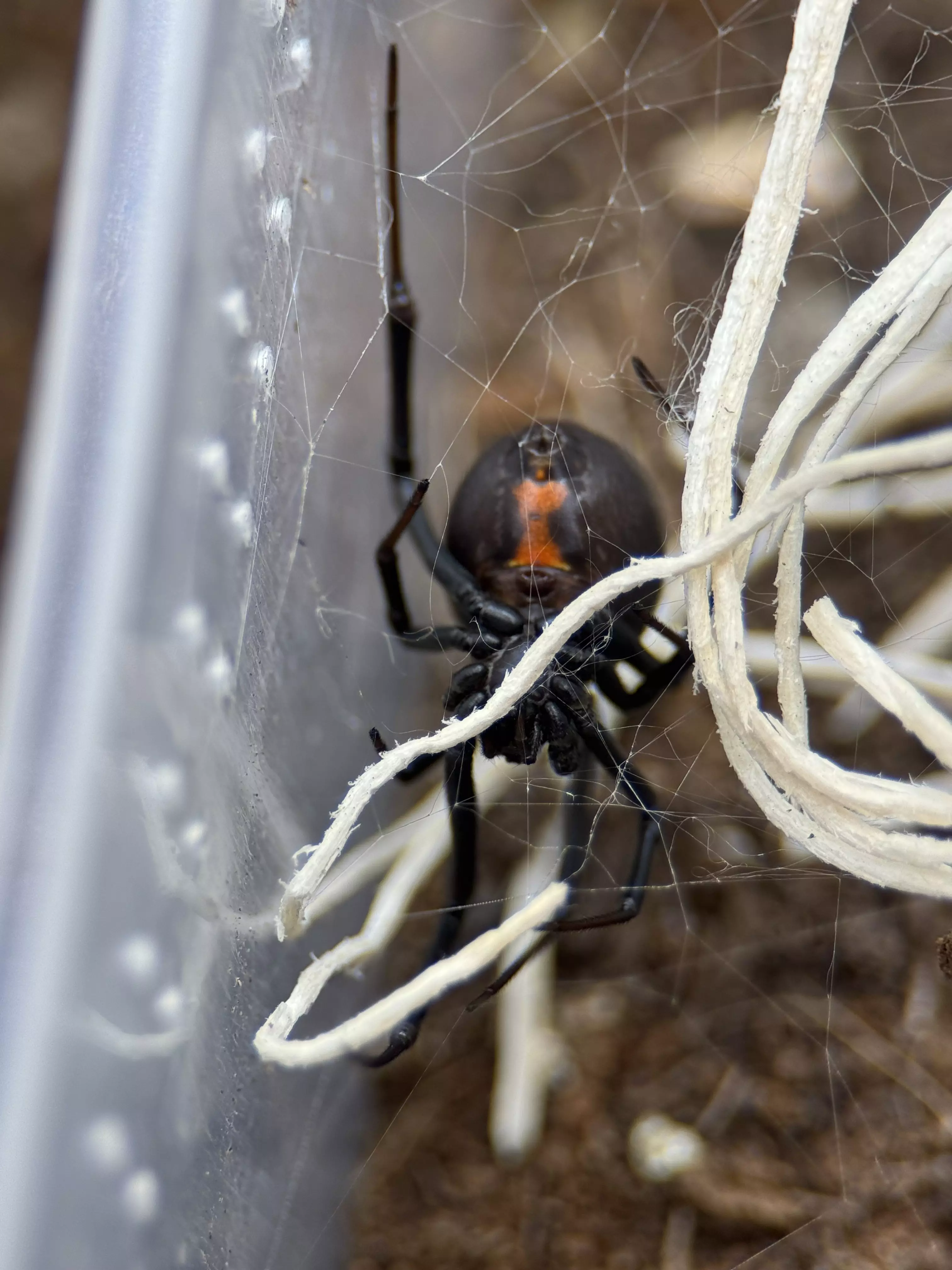 plant/Latrodectus hesperus, Western Black Widow, 2/3i (31% OFF)-0