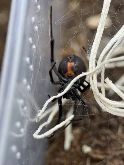 plant/Latrodectus hesperus, Western Black Widow, 2/3i (31% OFF)-0-thumbnail
