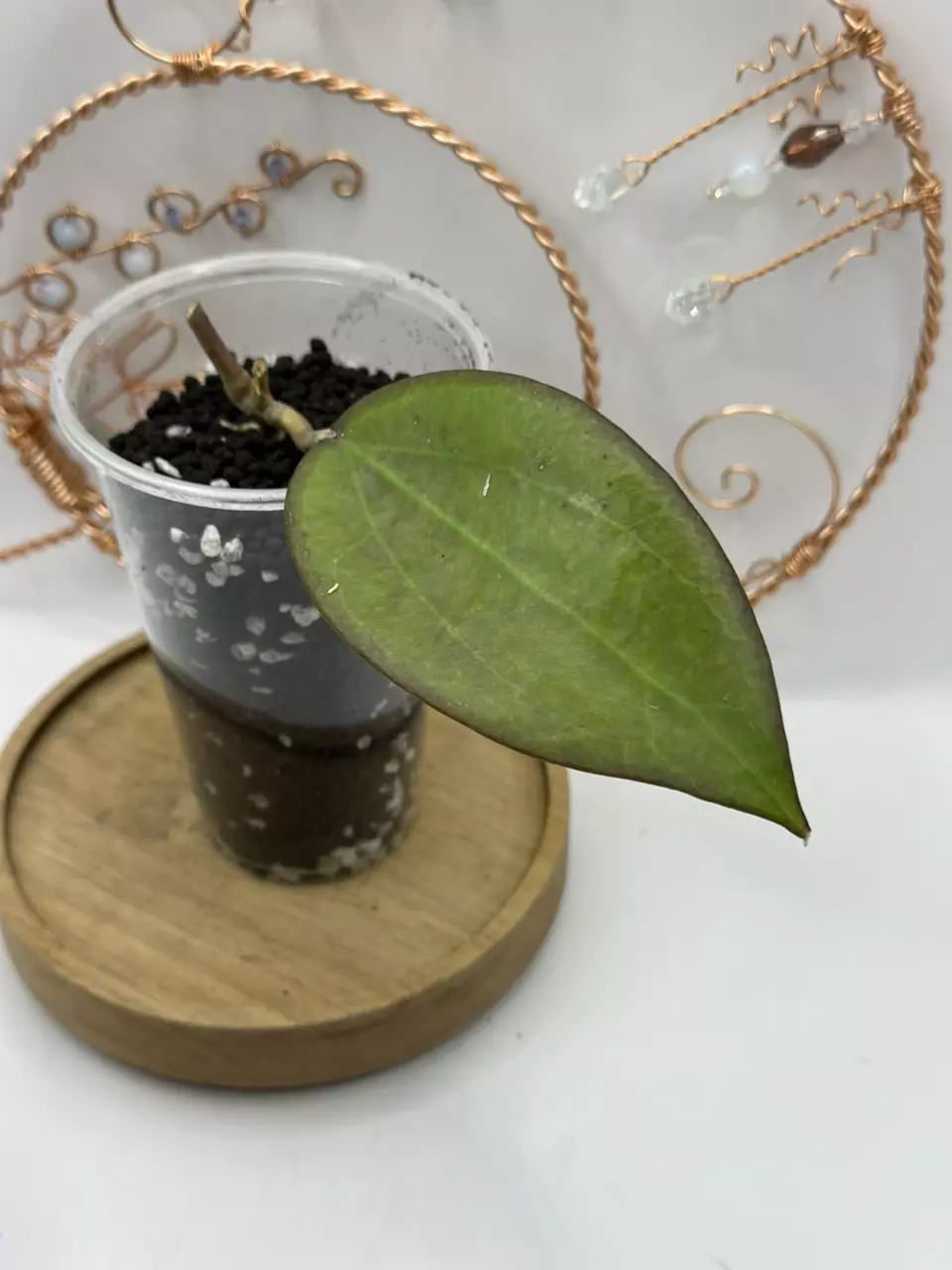 plant/120. AH Tiger Eye (lightly rooted)-0