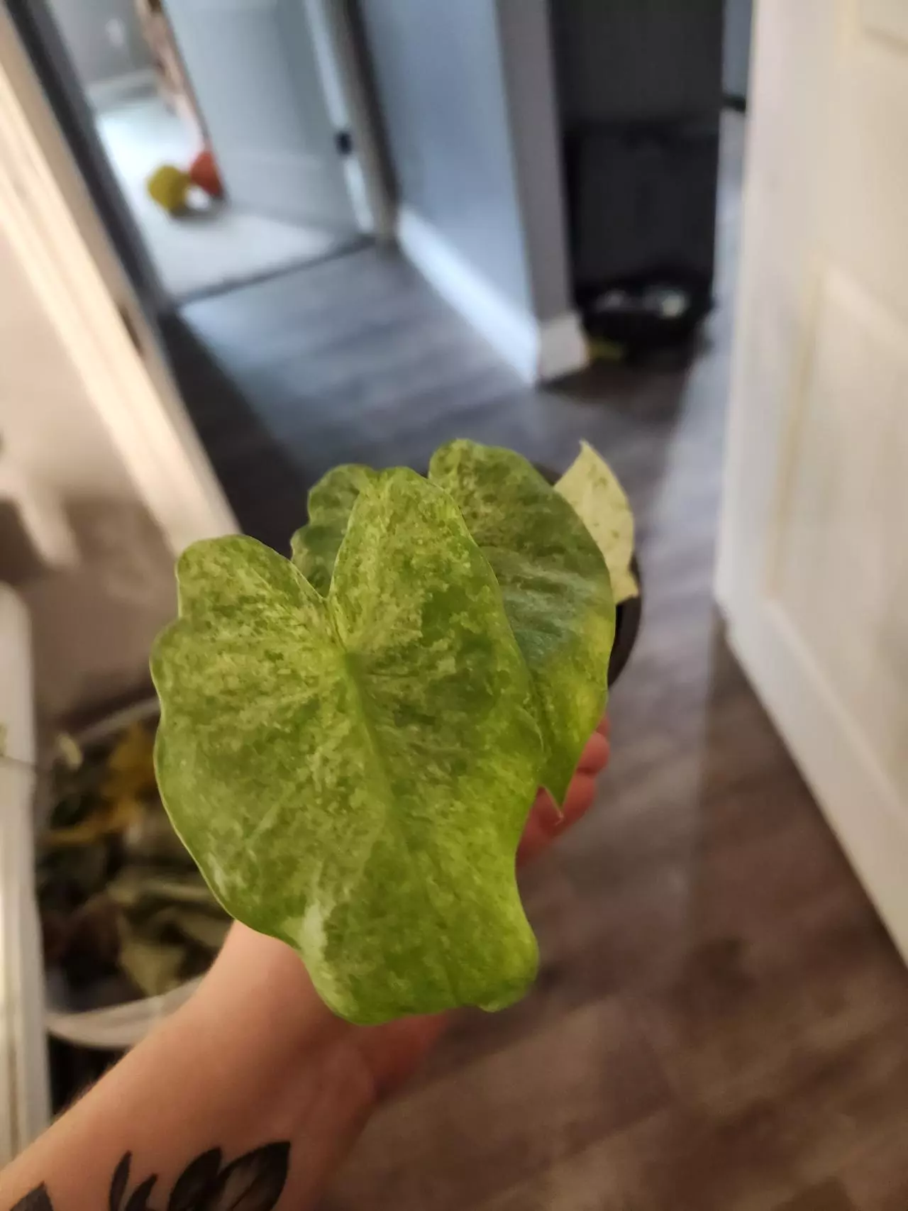 plant/Alocasia batik varigated-2