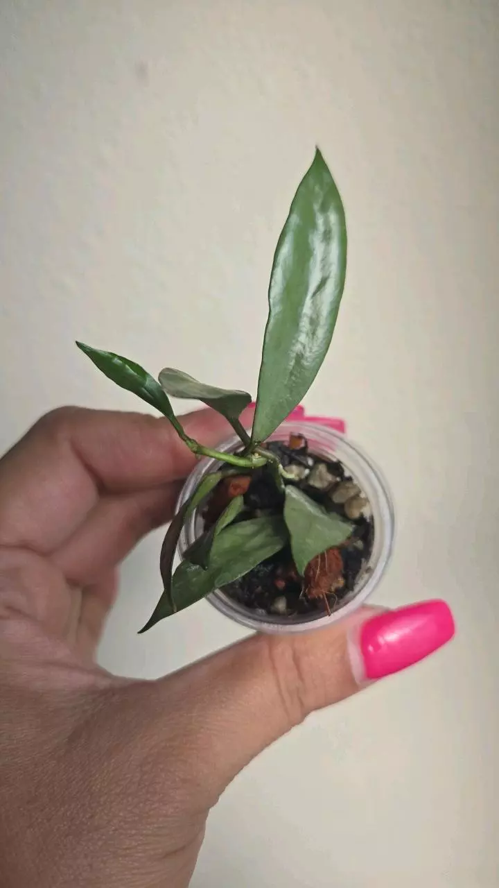 plant/⚠️Zinger! Hoya Lacunosa 'Silver Long Leaf' #2348-0