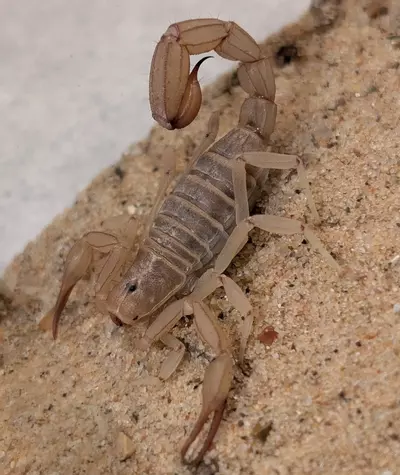 plant/Paravaejovis confusus, Sandy Devil Scorpion, Adult (47% OFF)-0-thumbnail