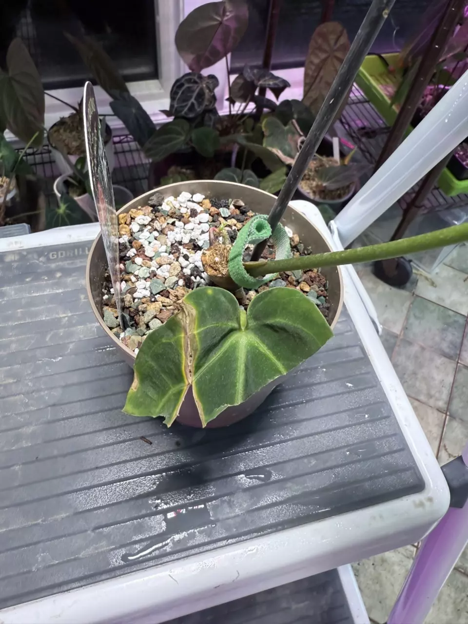 plant/Black widow 43 x 13 with doc block tags- 001-1