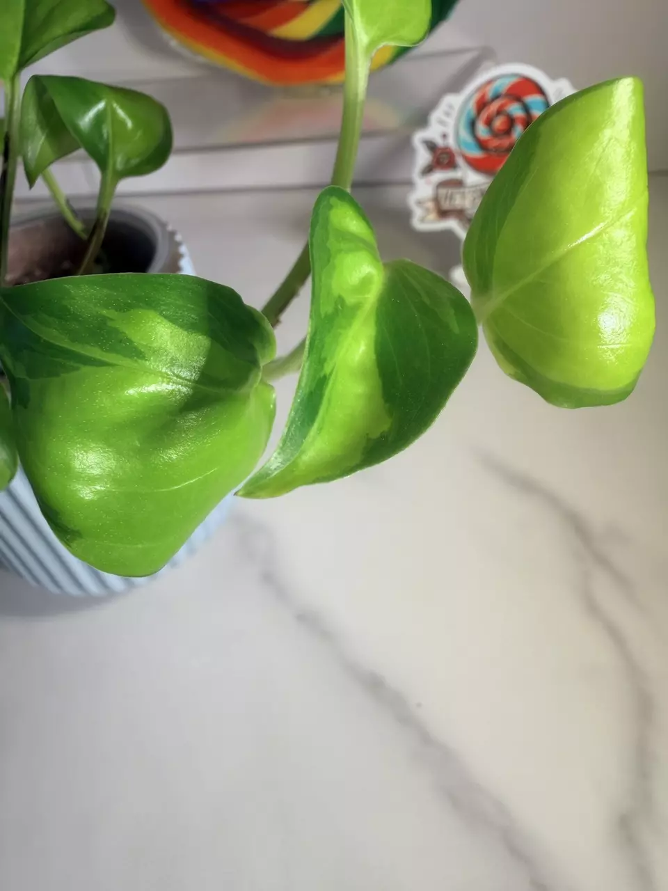 plant/🍭SWEET TREAT 🍭Philodendron Neon Joy-2