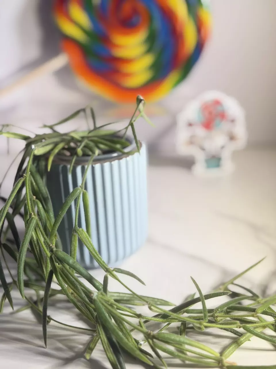 plant/Hoya Linearis-2