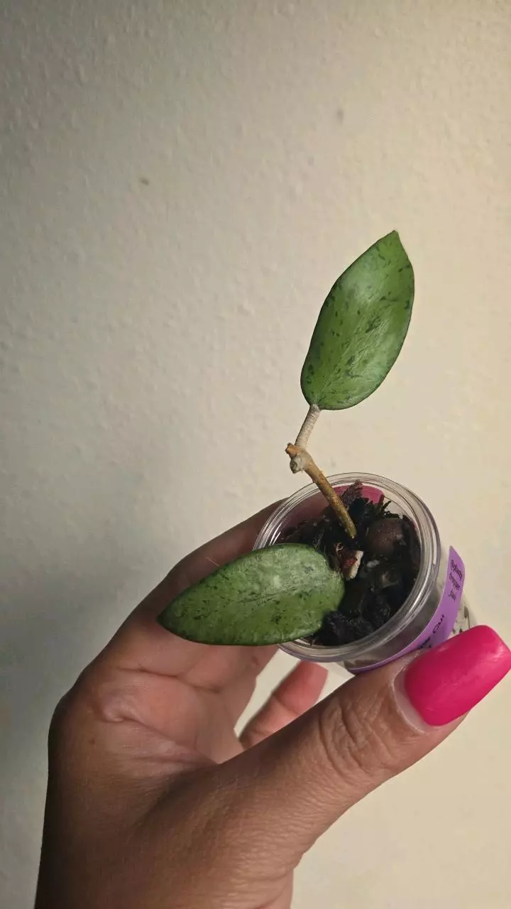 plant/Hoya Snow Cui Silver #4118-0