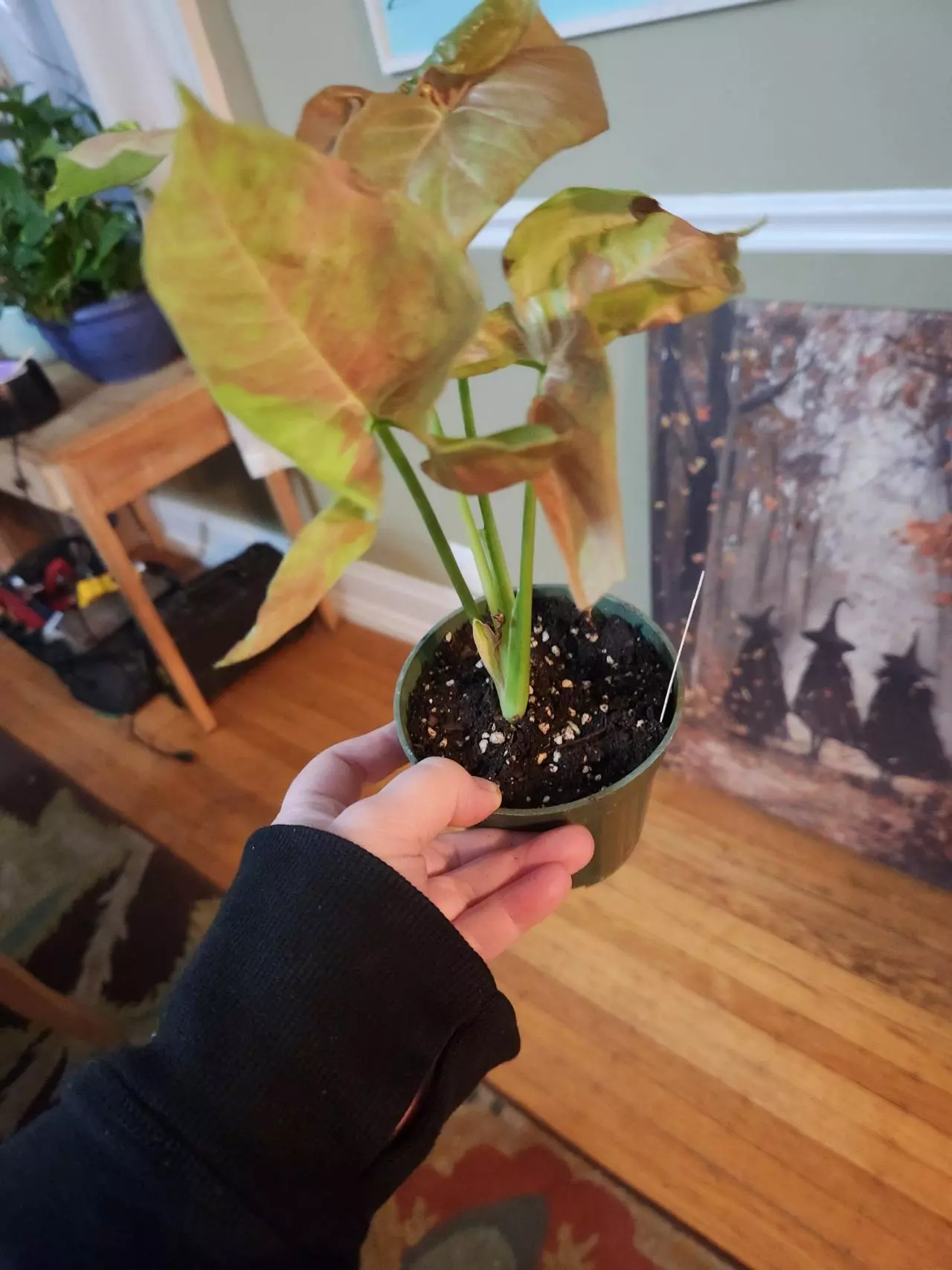 plant/Syngonium pink cloud-2