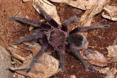 plant/Theraphosa apophysis, Pink Footed Goliath Birdeater, 2-3" (29% OFF)-0-thumbnail