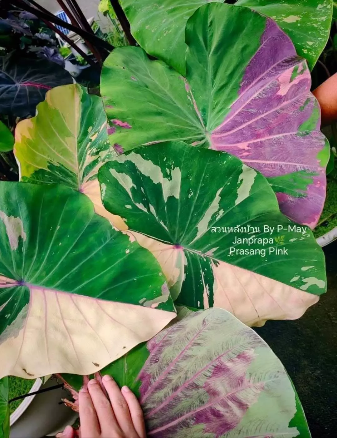 plant/Colocasia Phrasang Pink (4” pot)-0