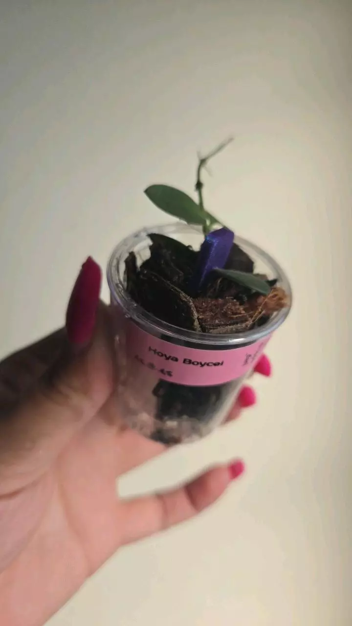 plant/Hoya Boycei #4001-1