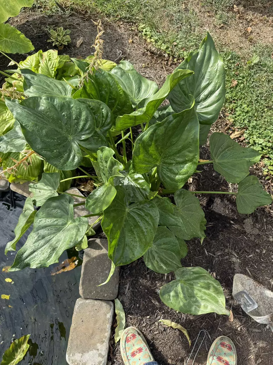 plant/Alocasia Cuculatta Corms-0