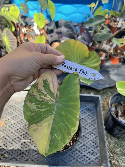 plant/Colocasia Phrasang Pink (4” pot)-1-thumbnail