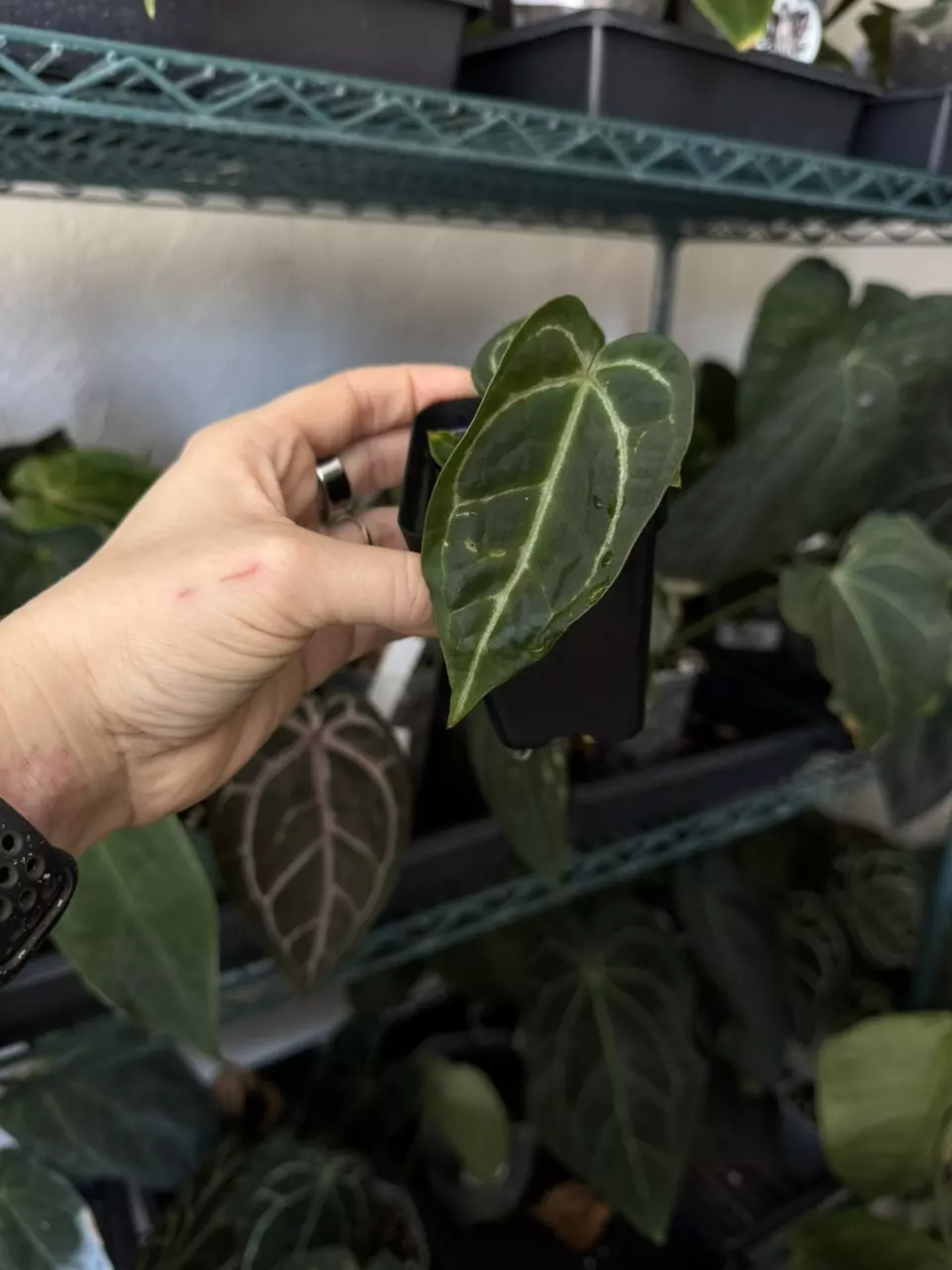 plant/Anthurium BWM x Self-0