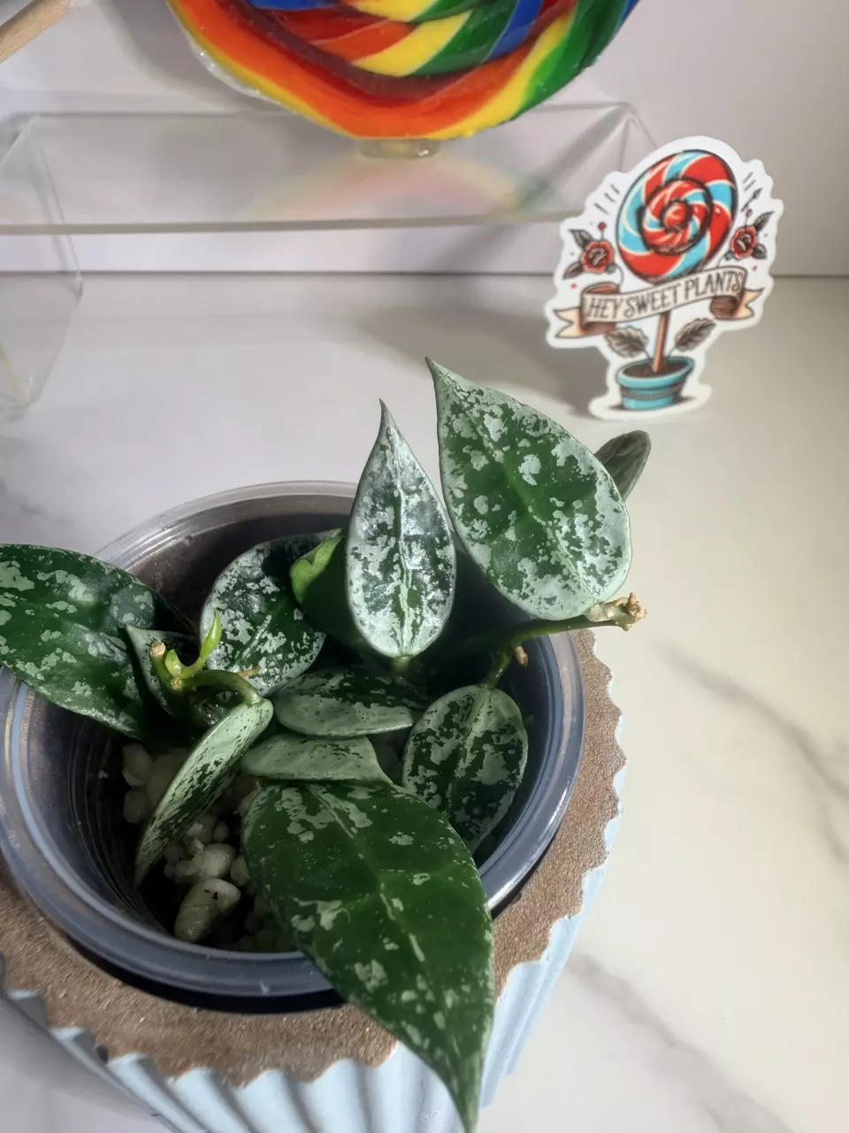 plant/Hoya Lacunosa Cianjur splash-1