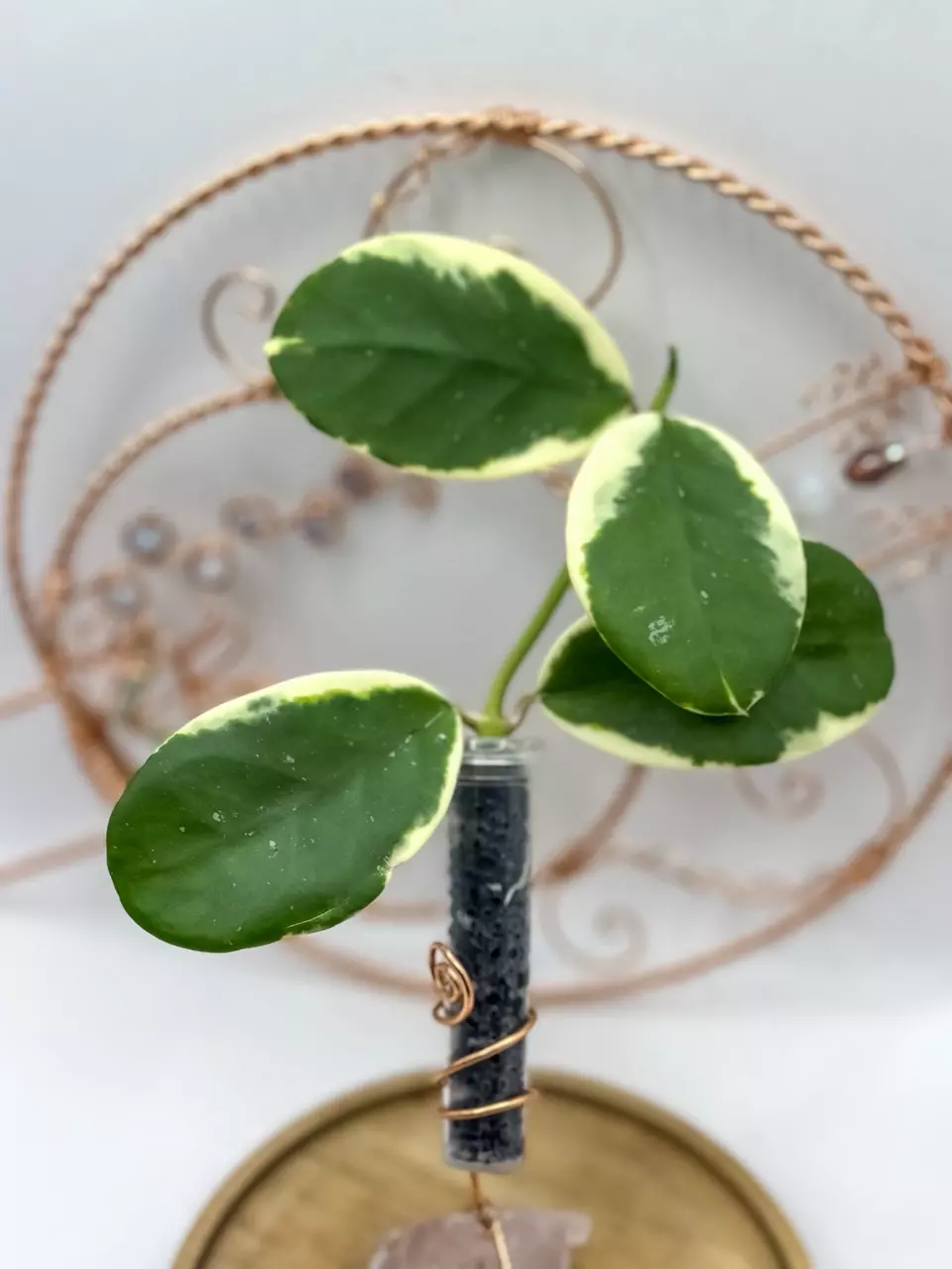 plant/72. Easo DakLak (rooted)-0