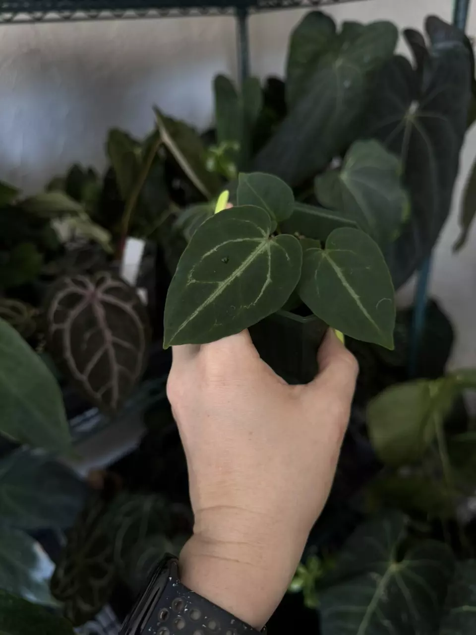 plant/Anthurium Zara Michelle f3 x pink lemonade pap-0