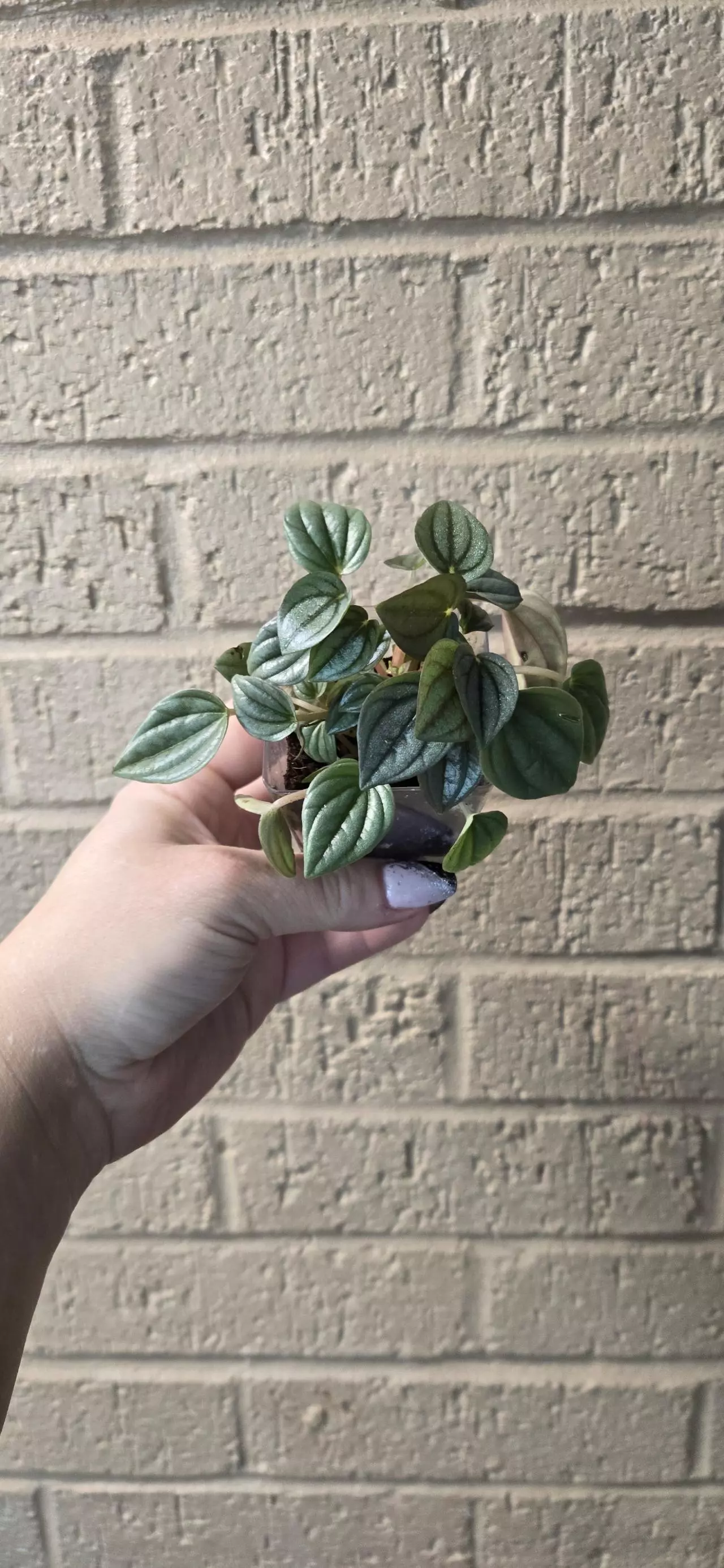 plant/Pepperomi Napoli nights-1