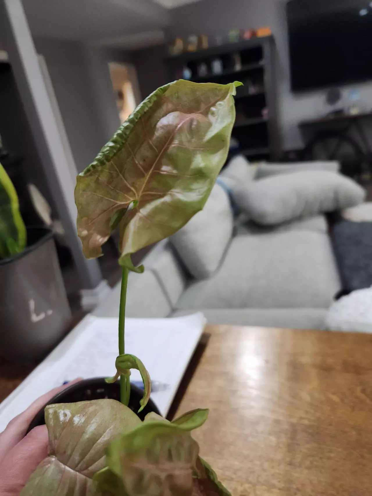 plant/Pink aura syngo-1