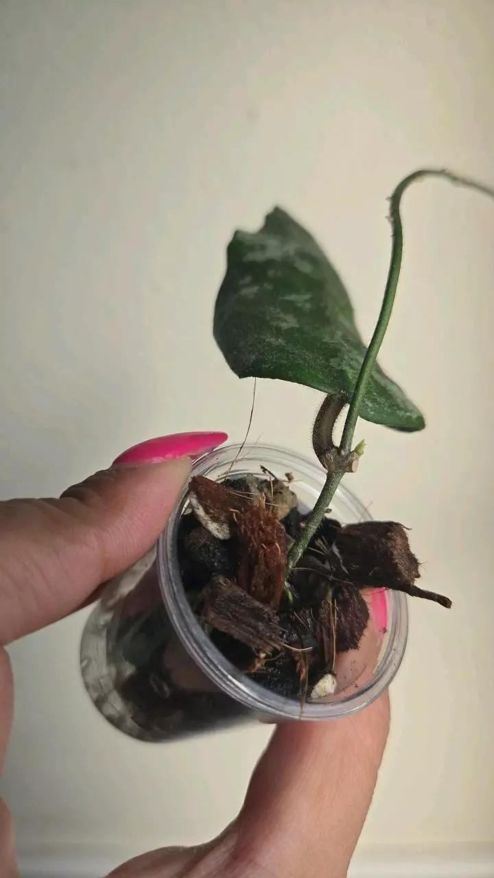 plant/Hoya Caudata Gold #3809-1