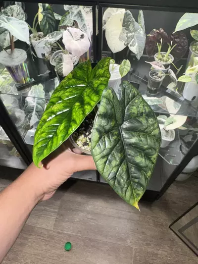 plant/Sinuata Aurea Mama-0-thumbnail